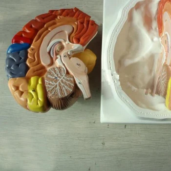 210Mmx180Mmx180Mm Pvc Hjernen Model,Hjernens Funktion-Området Model,Menneskelige Hjerne Anatomiske Mode for Skolen