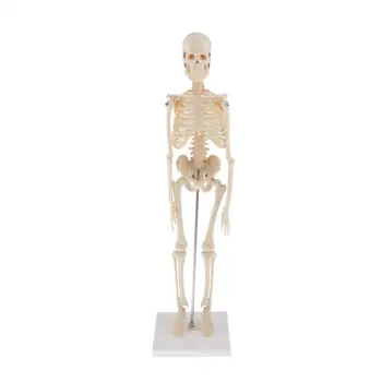 Menneskelige Anatomiske Anatomi Skelet Dekoration Model / Knogle Knogle Medicinsk Lære Støtte，Kunst Skitse, Dukke ,Chiren Legetøj