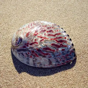 Abaloneskal conch sjældne art deco-ornamenter personlig pynt