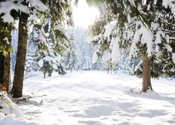 Capisco baggrund fotografering vinter Skov sne tree Julen baggrund Tilpassede Fotografiske Kulisser Til Foto-Studio