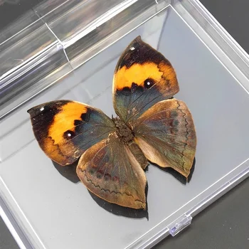 1STK Naturlige Real Butterfly Modellen , Farverige Blandede Smukke Sommerfugl Uddannelse Undervisning Home Decor Kunst Materiale gave DIY