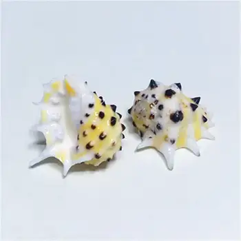 Sjældne naturlige conch shell 2-3 cm gule tænder sjældne specime samling sneglen shell kammusling muslingeskaller havet tilbehør
